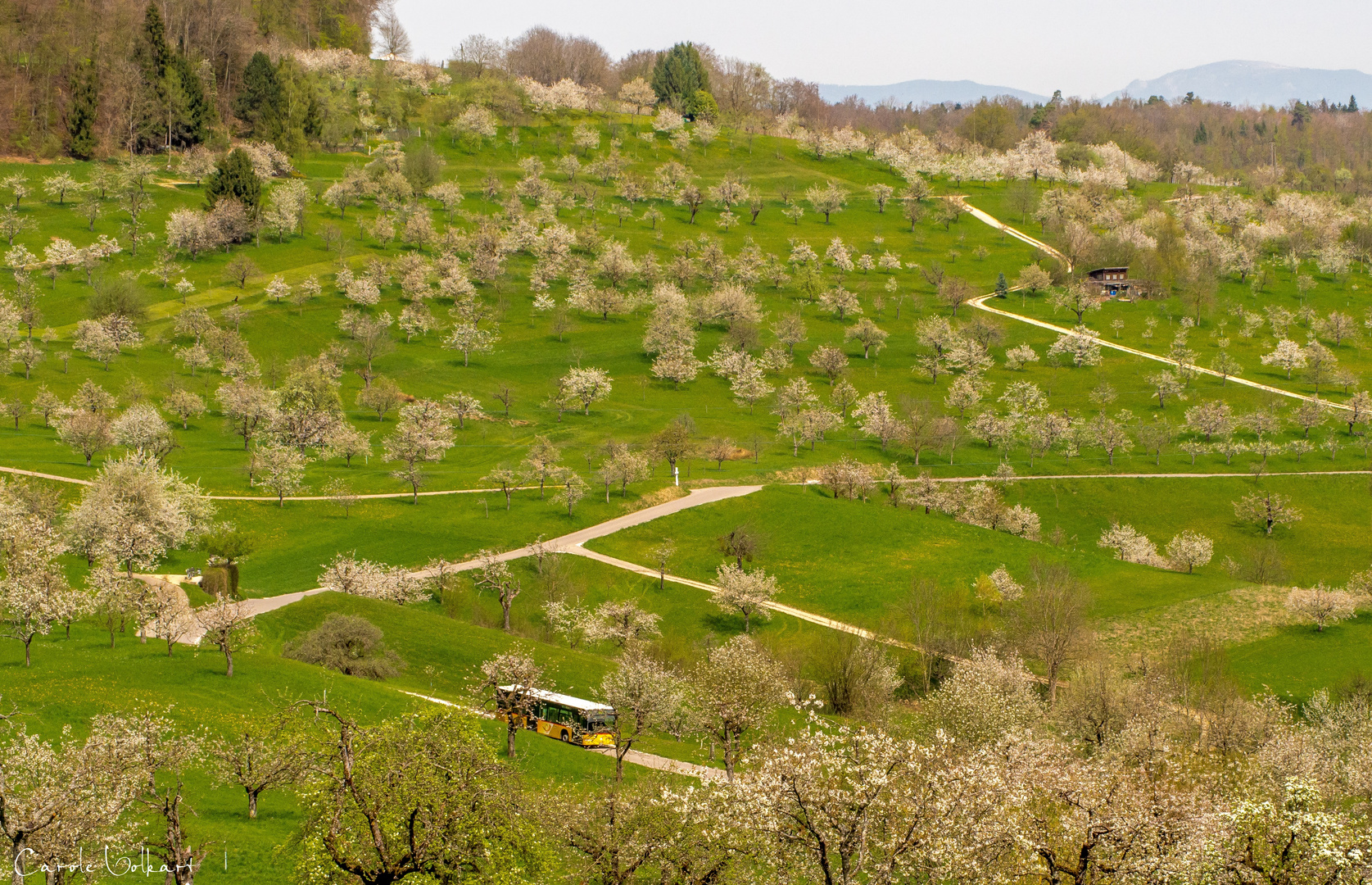 Kirschblüte im Schwarzbubenland