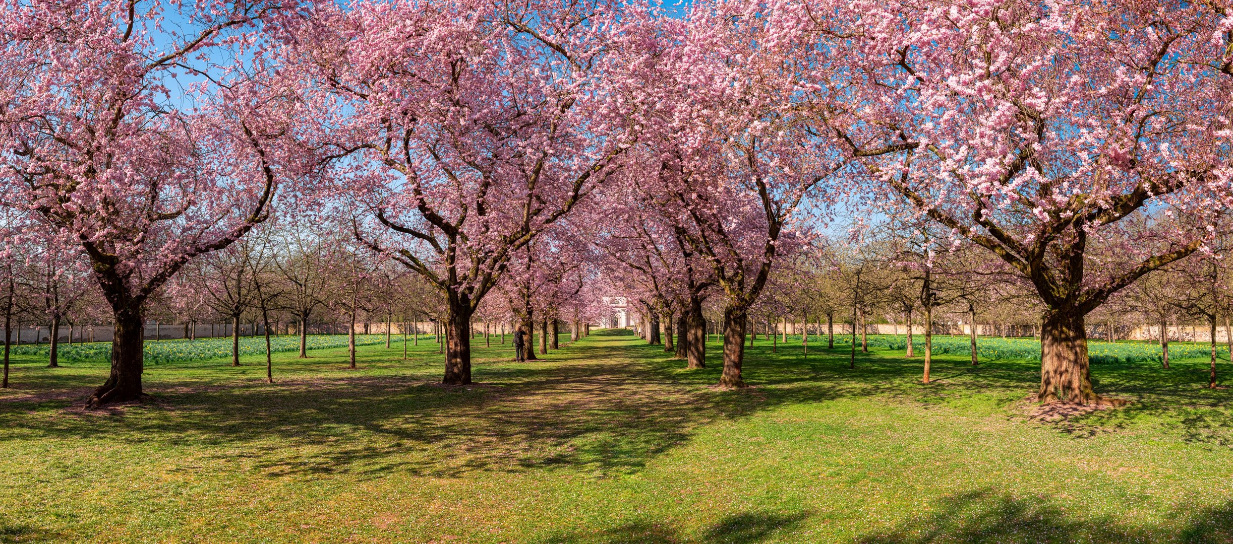 Kirschblüte im Schwetzinger Schlosspark