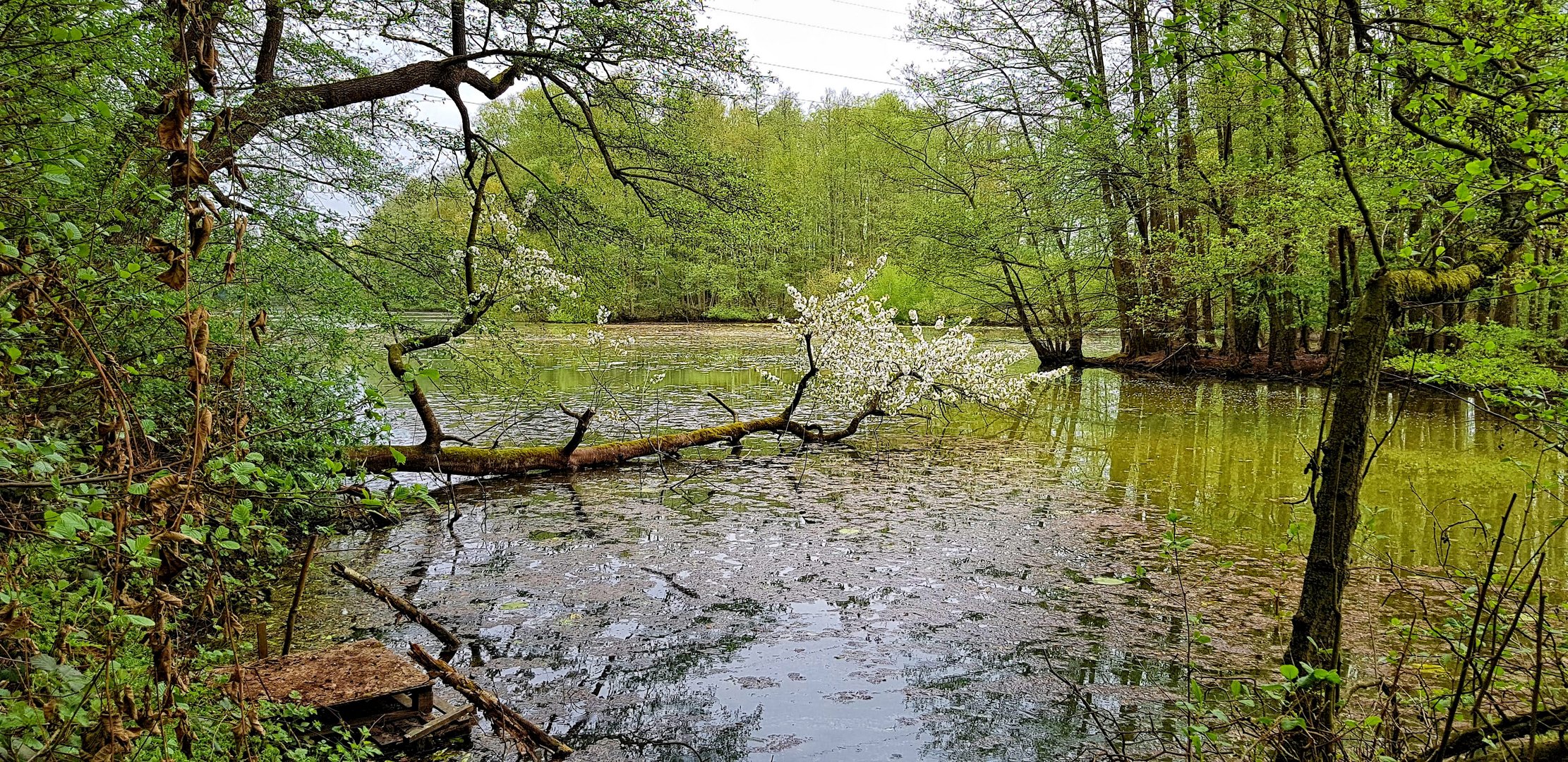 Kirschblüte im See