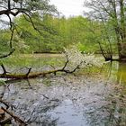 Kirschblüte im See