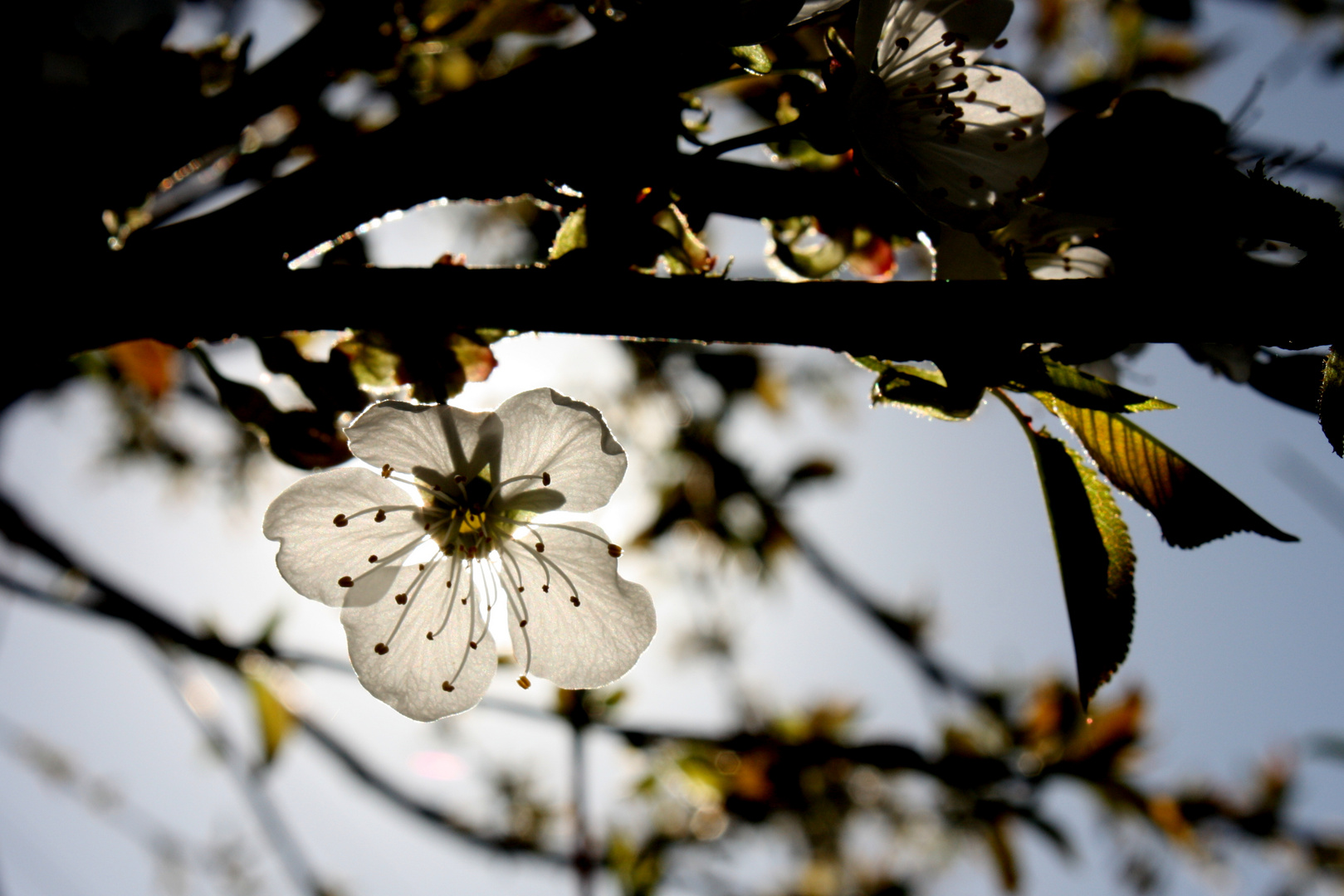 Kirschblüte im Sonnenlicht