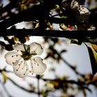 Kirschblüte im Sonnenlicht