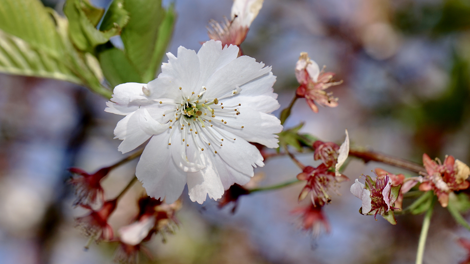 Kirschblüte im Sonnenschein