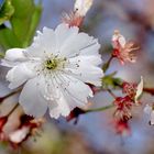 Kirschblüte im Sonnenschein