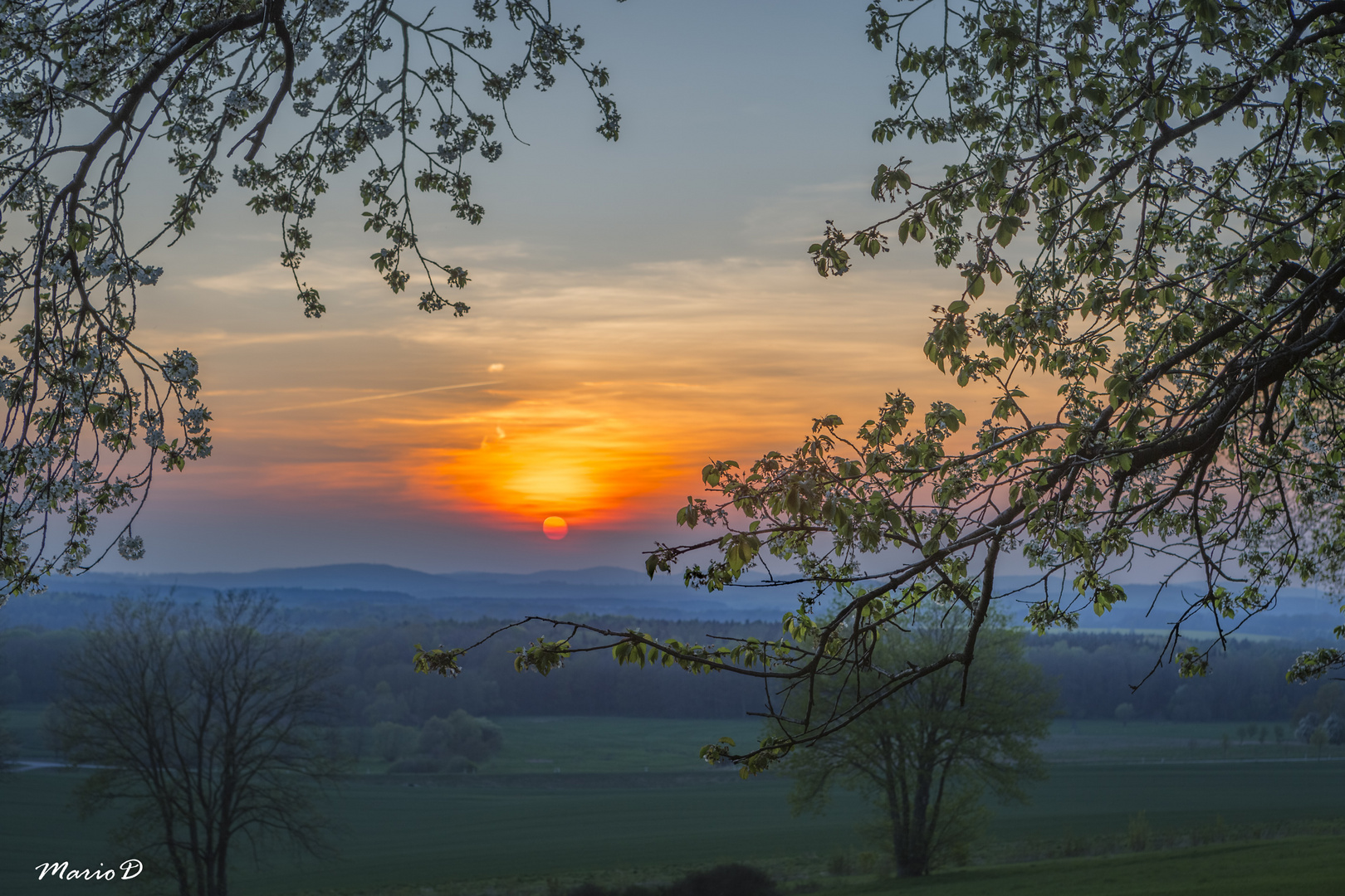 Kirschblüte im Sonnenuntergang