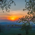 Kirschblüte im Sonnenuntergang