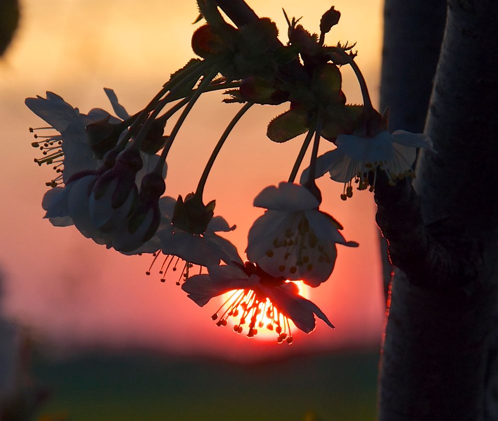 Kirschblüte im Sonnenuntergang