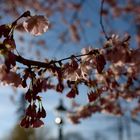 Kirschblüte im Stadtpark