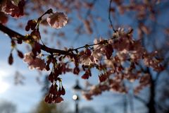 Kirschblüte im Stadtpark