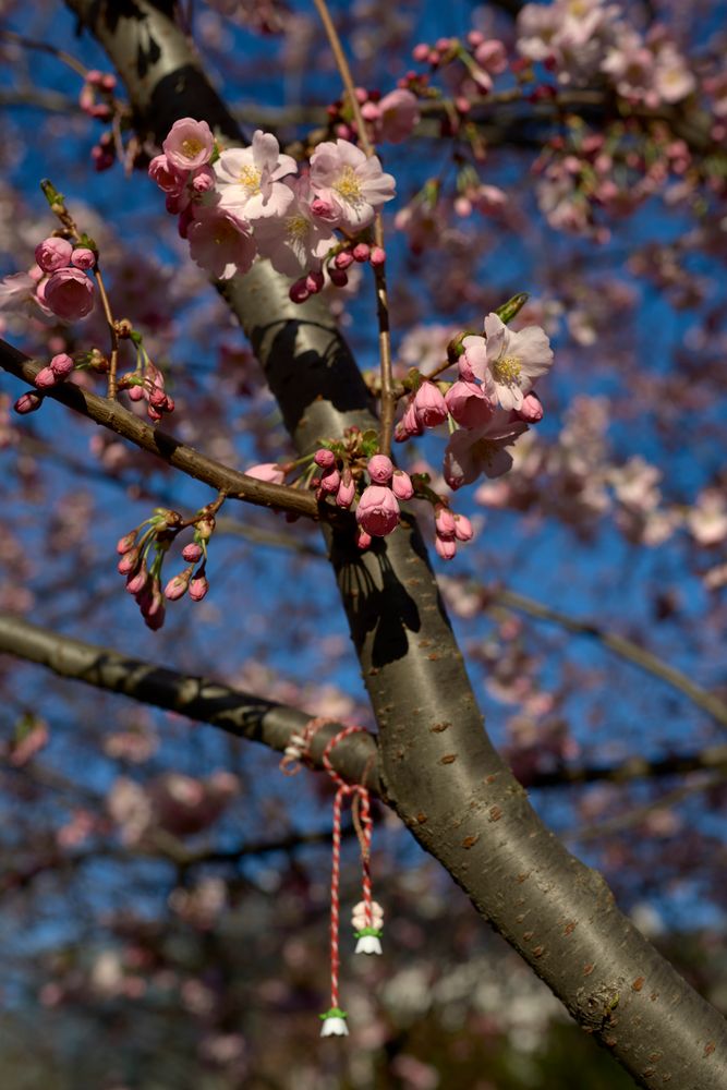 Kirschblüte im Stadtpark