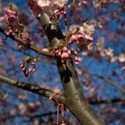 Kirschblüte im Stadtpark