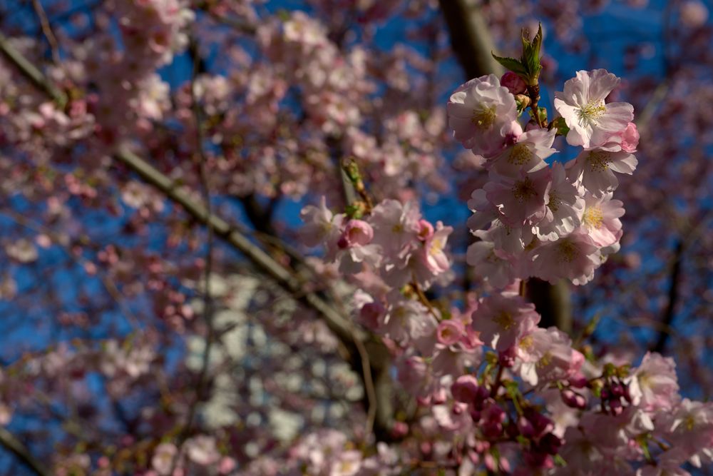 Kirschblüte im Stadtpark