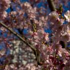 Kirschblüte im Stadtpark