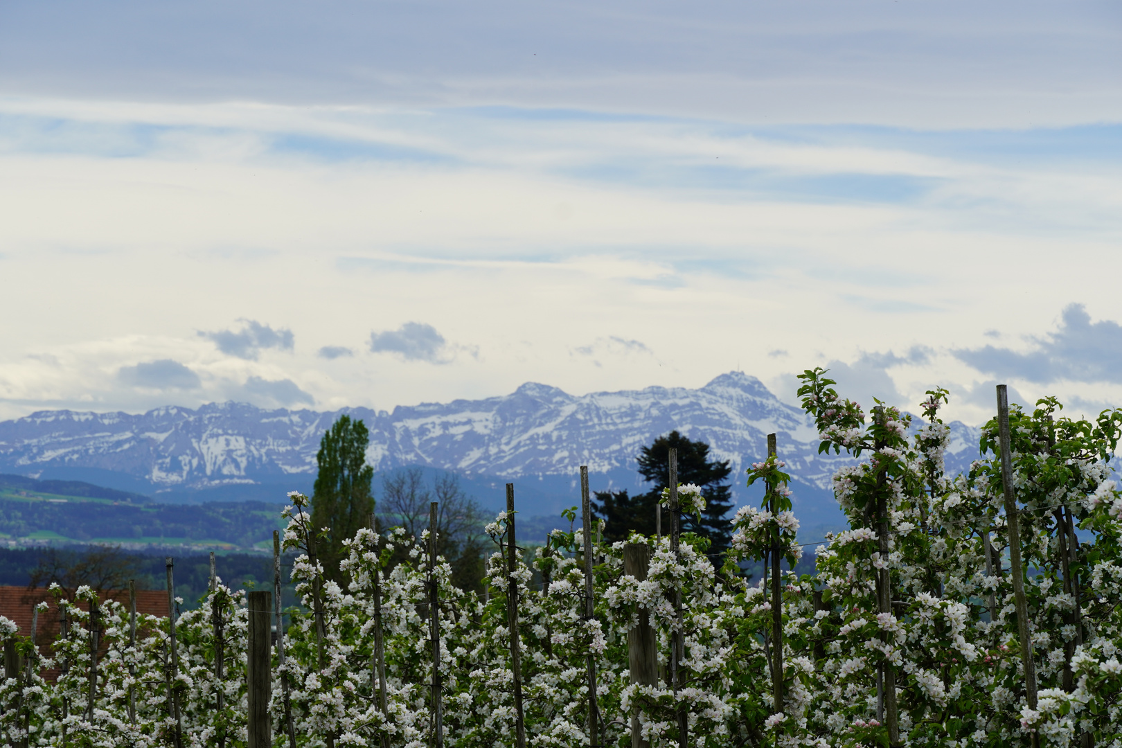 Kirschblüte im Thurgau