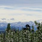 Kirschblüte im Thurgau