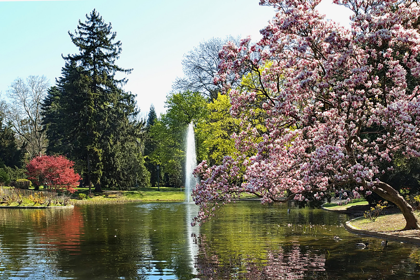 Kirschblüte im Türkenschanzpark