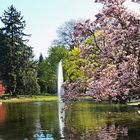 Kirschblüte im Türkenschanzpark