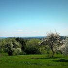 Kirschblüte im Vogtland 