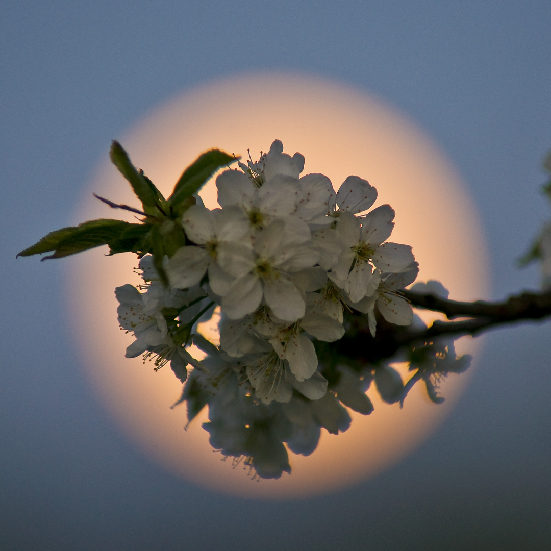 Kirschblüte im Vollmond