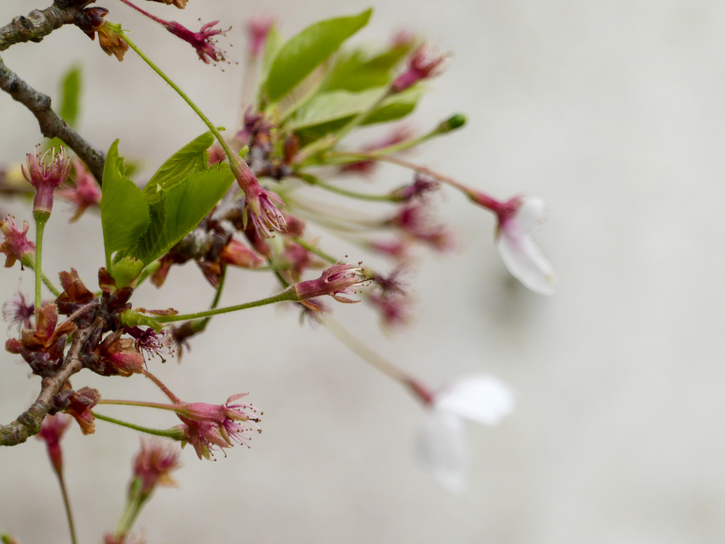 Kirschblüte im Wind