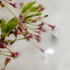 Kirschblüte im Wind