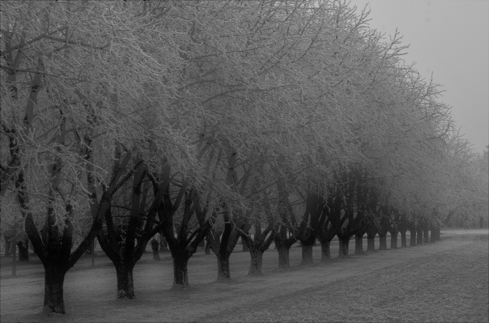 " Kirschblüte im Winter "