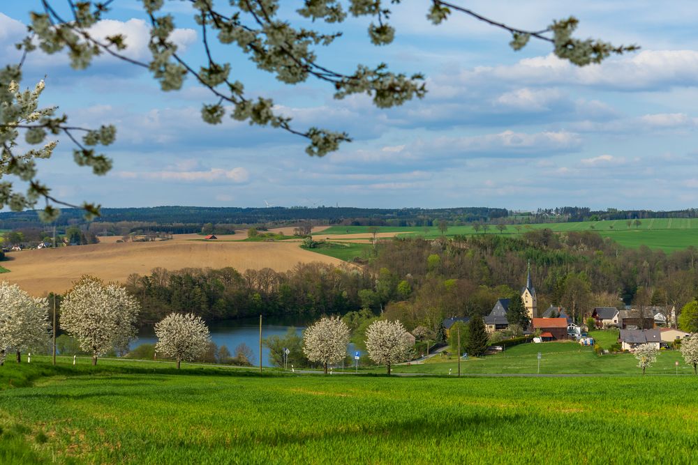 Kirschblüte in Altensalz