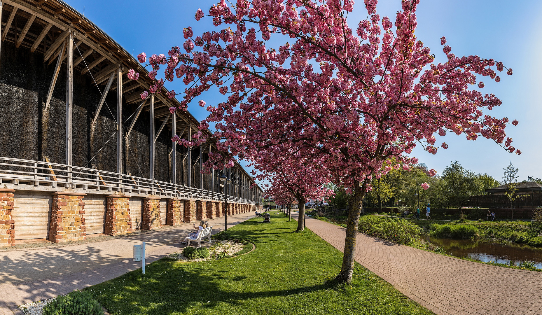 Kirschblüte in Bad Dürkheim