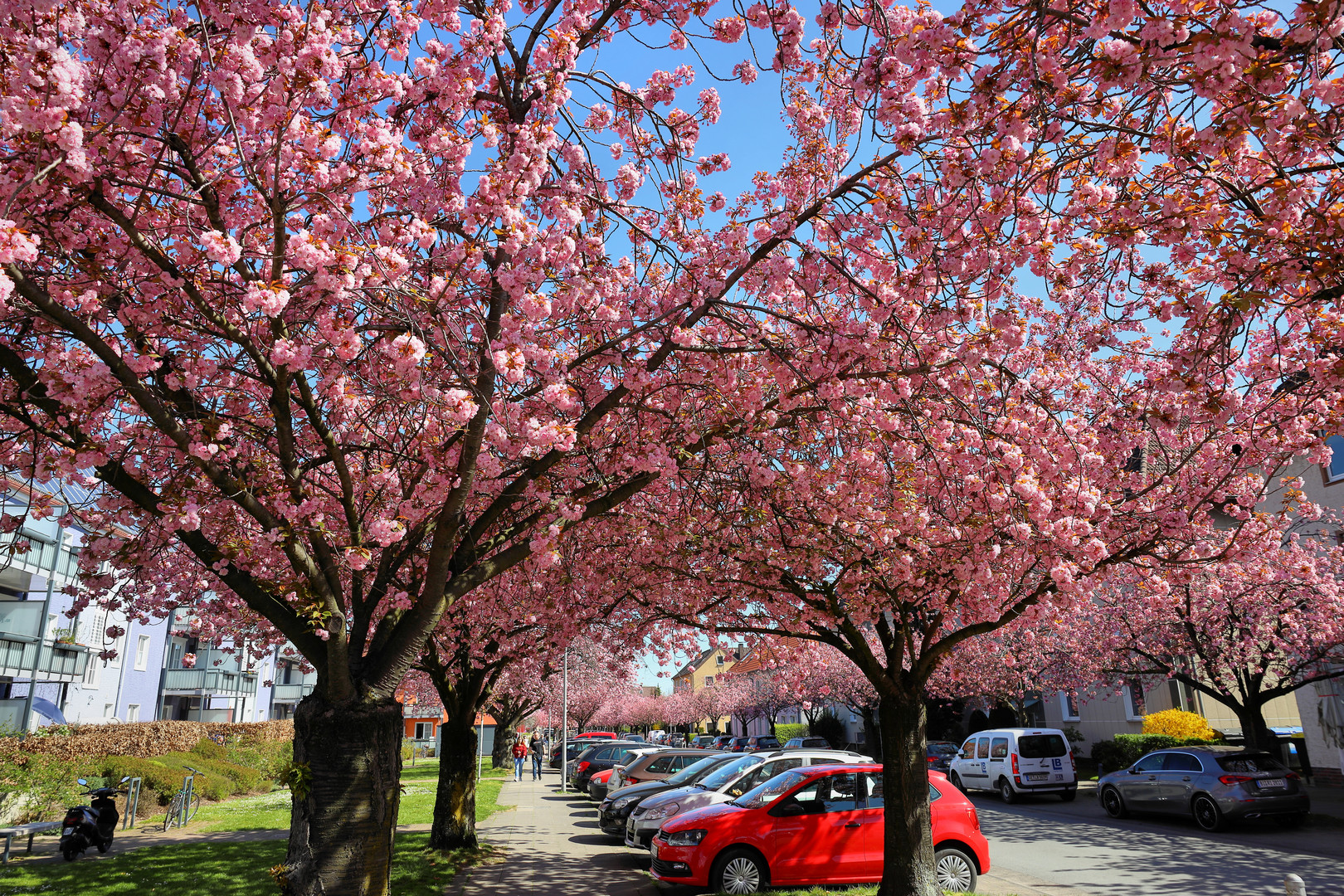 Kirschblüte in Bielefeld (01)