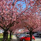 Kirschblüte in Bielefeld (01)