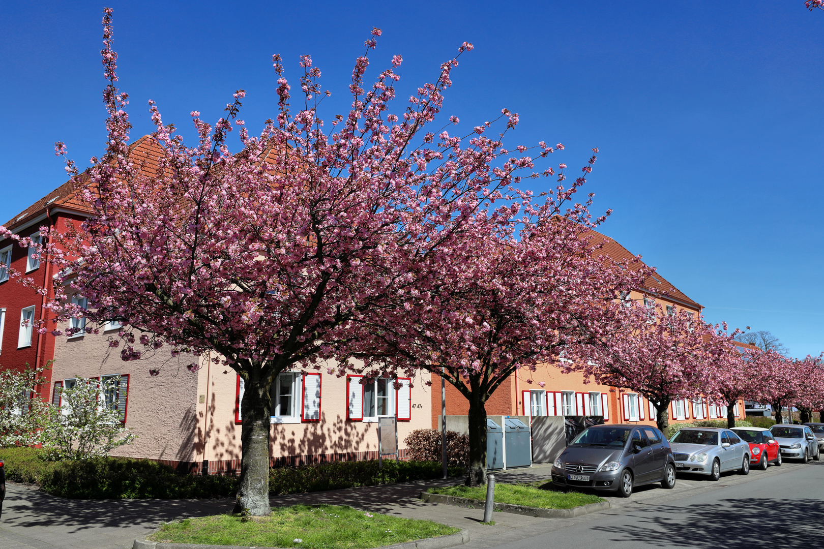 Kirschblüte in Bielefeld (02)