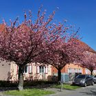 Kirschblüte in Bielefeld (02)