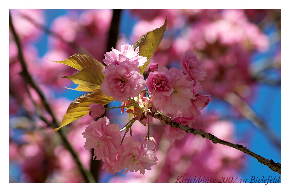 Kirschblüte in Bielefeld 2007