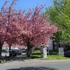 Kirschblüte in Bielefeld