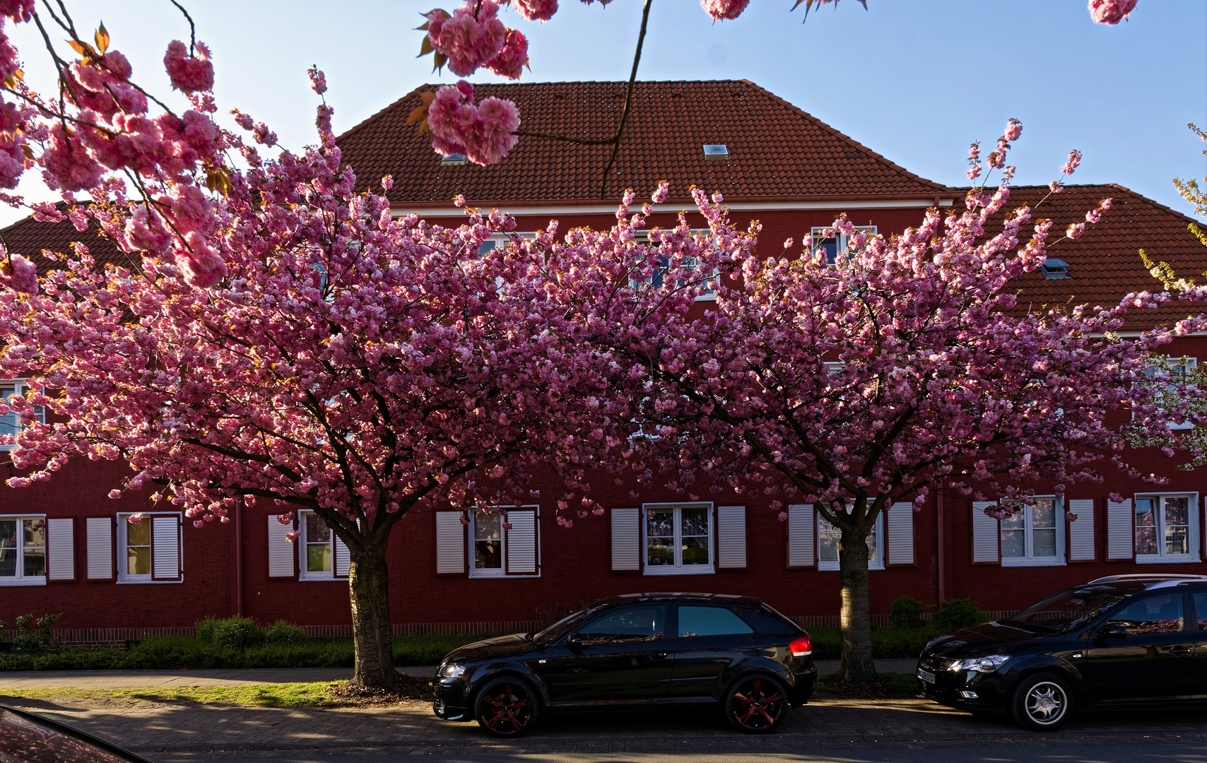 Kirschblüte in Bielefeld