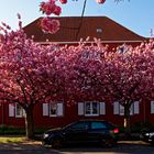 Kirschblüte in Bielefeld