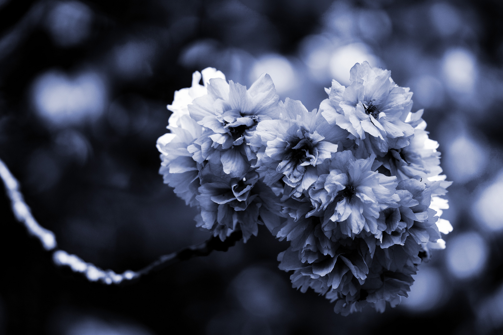 Kirschblüte in blau