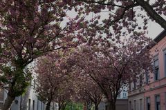 Kirschblüte in Bonn