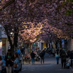 Kirschblüte in Bonn 2021