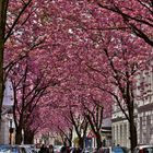 Kirschblüte in Bonn