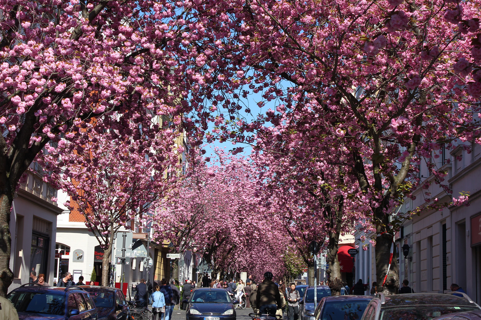 Kirschblüte in Bonn