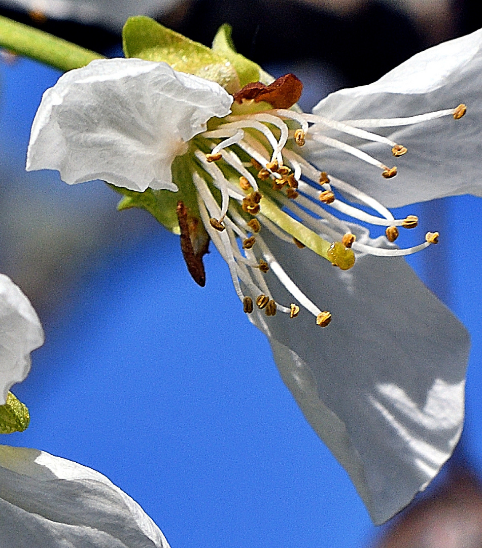 Kirschblüte in Bonn