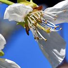 Kirschblüte in Bonn