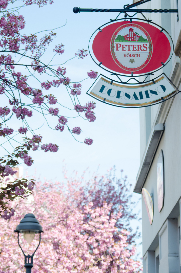 kirschblüte in bonn