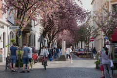 Kirschblüte in Bonn