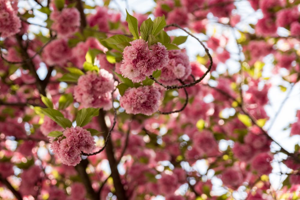 Kirschblüte in Bonn