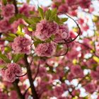 Kirschblüte in Bonn