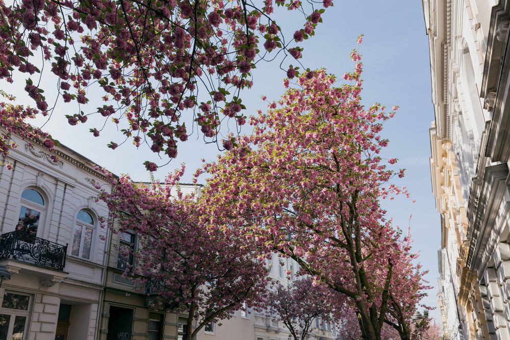 Kirschblüte in Bonn