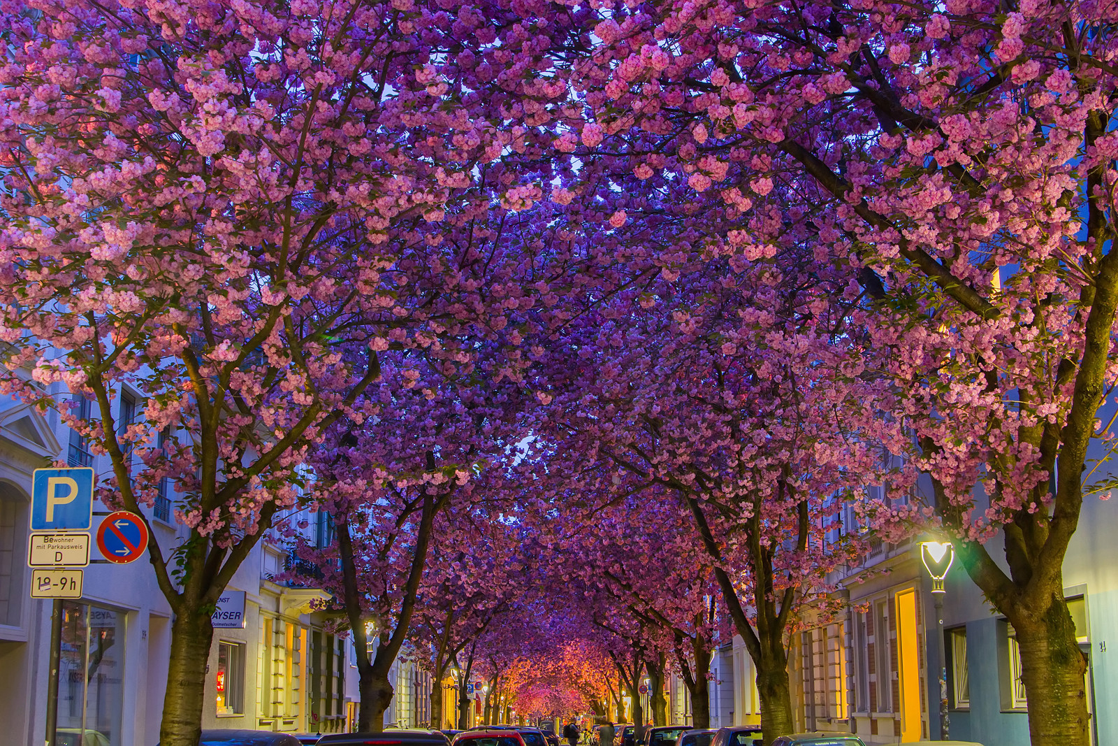 Kirschblüte in Bonn