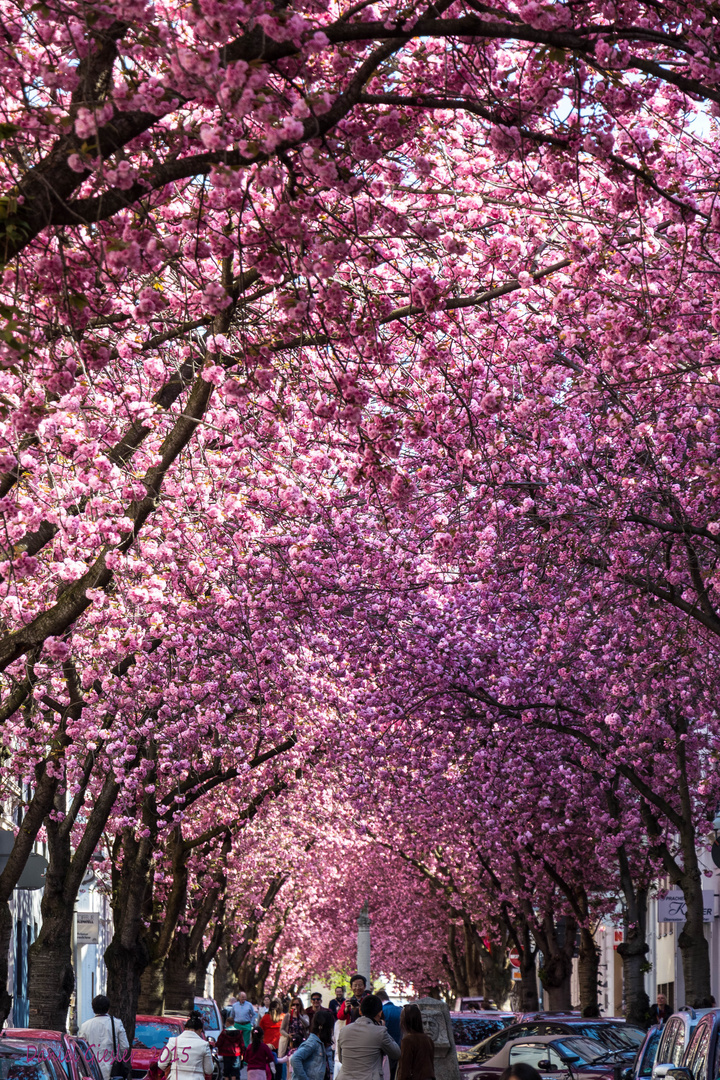 Kirschblüte in Bonn / Heerstr. #1